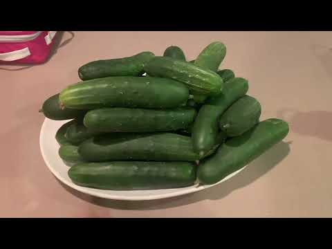 Fish Hydrolysate Is Magic on Cucumbers