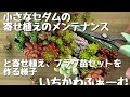 小さな寄せ植えのメンテナンス