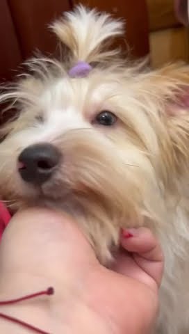 Собака 2 #собака - YouTube