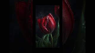 Rose wallpaper |TRP COLLECTION |#rose #wallpaper #trending #shorts #flowers