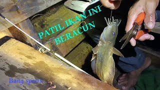 CARA MENGHILANGKAN RACUN IKAN SEMBILANG & IKAN PARI