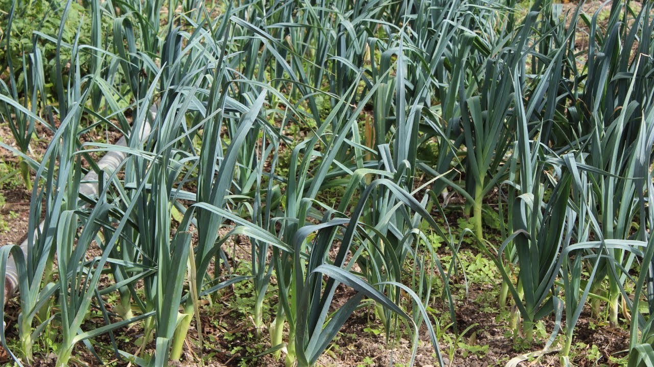 Cultivo de Ajo Porro o Puerro YouTube