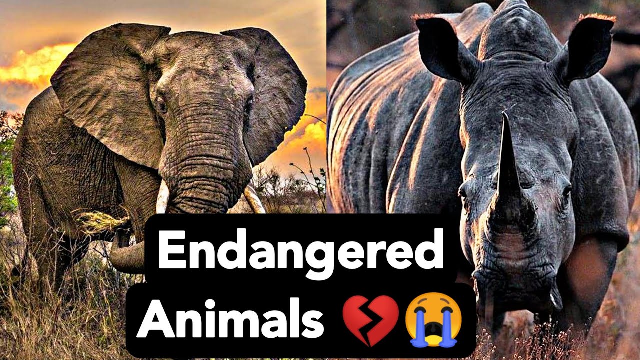 Top 10 Endangered Animals on Earth | Full Video. - YouTube