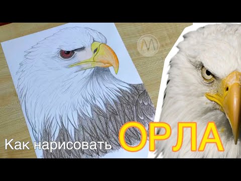 Как нарисовать ОРЛА поэтапно / Рисуем орла / как нарисовать голову орла / EAGLE drawing