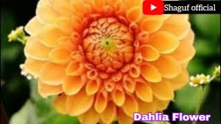  EASY FLOWERS FOR BEGINNERS TO GROW