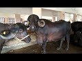 Record milking buffalo farming 20 litre milking buffaloes rudhra farm