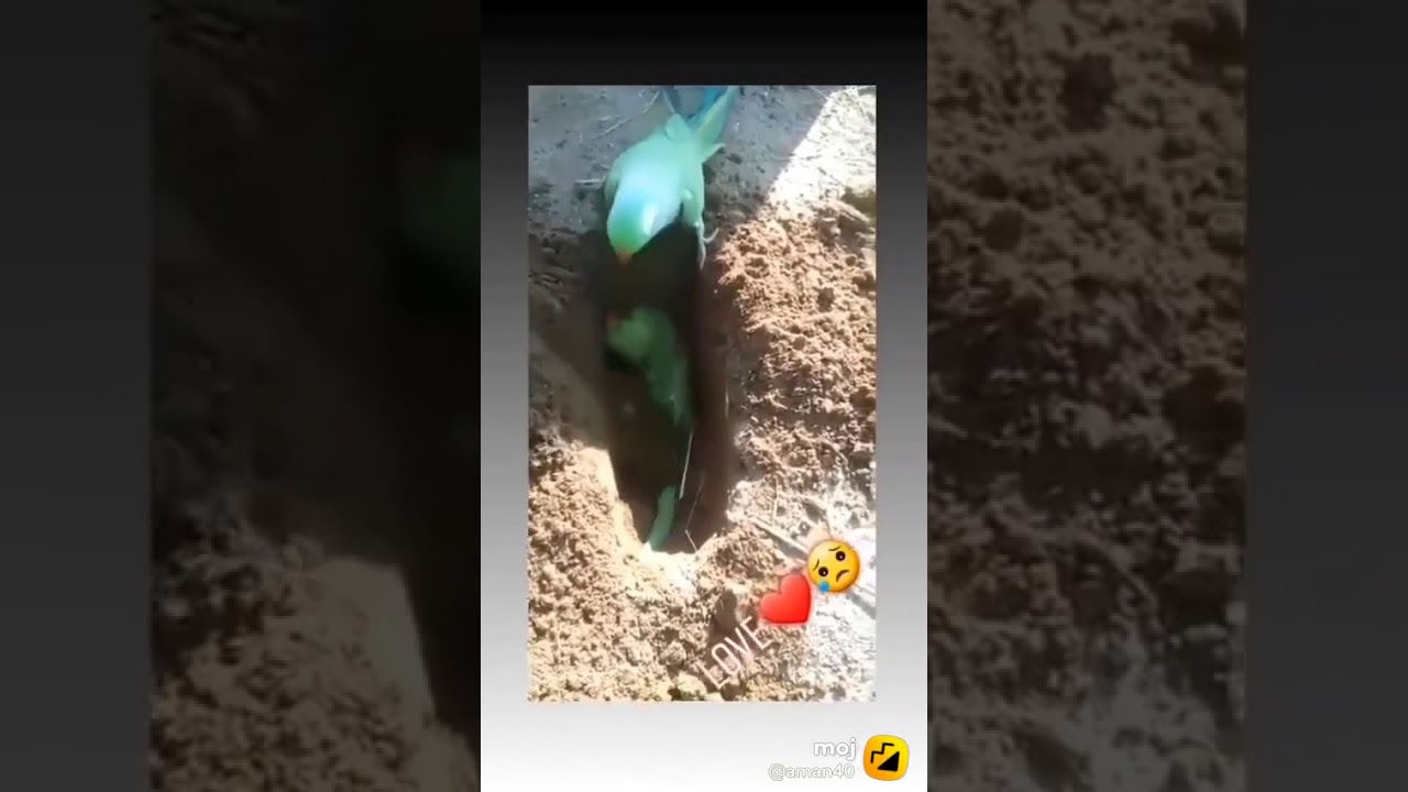 😭😭😭 pzz fowwo