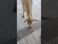 #song #sorts #music #cow #gaai #musicclip #animals #musicvideo #cowlover #shortsmusic