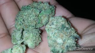 Insane Animal Mintz by Dr Greenthumb #drgreenthumbslymar #canafarms818