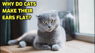 Why Do Cats Flatten Their Ears?