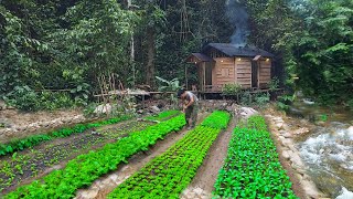 Living off grid in forest, gardening, harvesting jackfruit, asparagus, pineapple to market sell