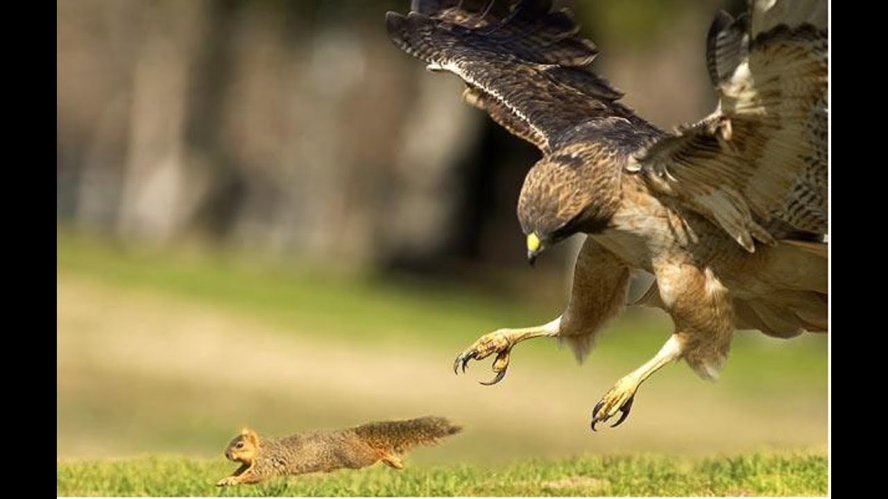 Орел есть белку. Степной орел это ястреб. Орел есть белку. Белоголовый орлан лиса. Орел есть белку.