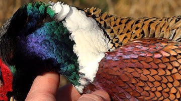 PHEASANT HUNTING 2020 Upland Game Bird Hunt in Pennsylvania - Bird Dog Action & Lots of Birds! USA