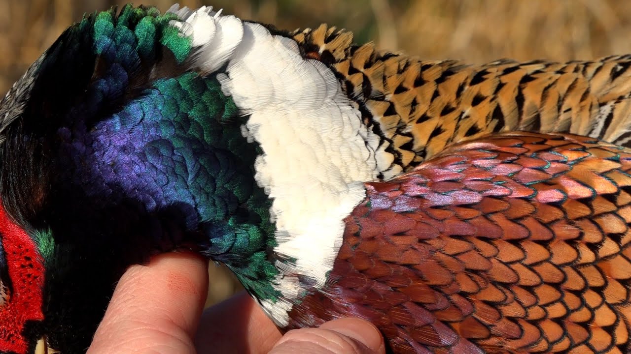 PHEASANT HUNTING 2020 Upland Game Bird Hunt in Pennsylvania - Bird Dog Action & Lots of Birds! USA
