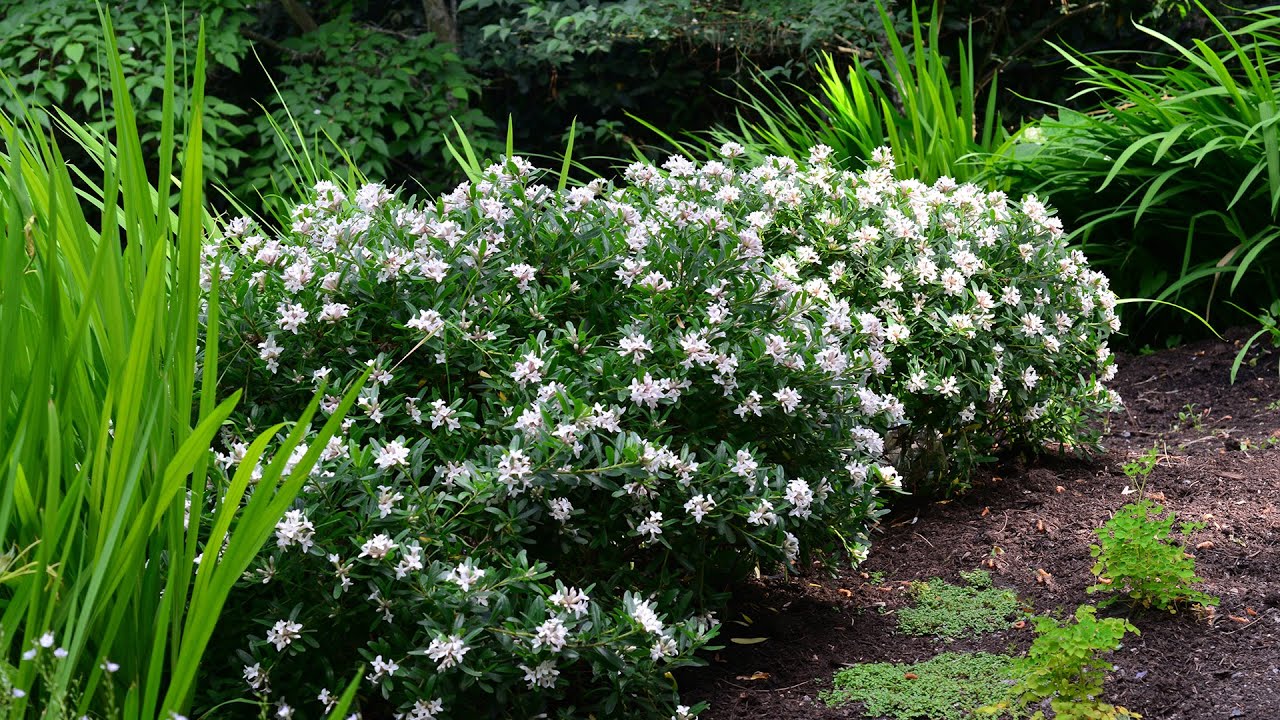 Eternal Fragrance Daphne (Daphne x transatlantica  ‘Eternal Fragrance’)
