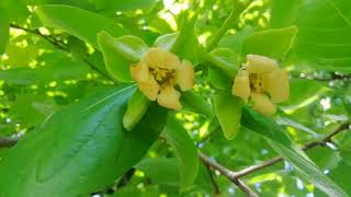 The fruit of the persimmon tree appeared