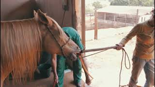 Um cavalo com cólica e desidratação, confira só o que deu | Dr. André Simon | Ep.13