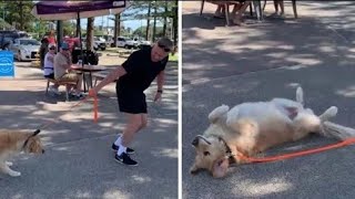 Watch what it takes to make this stubborn golden retriever move!
