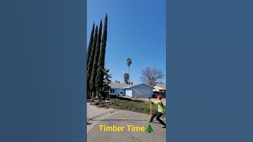 Tree Removal :Dropping Cypress Trees #shortsvideo #shortvideo #shorts #short #video #subscribe #like