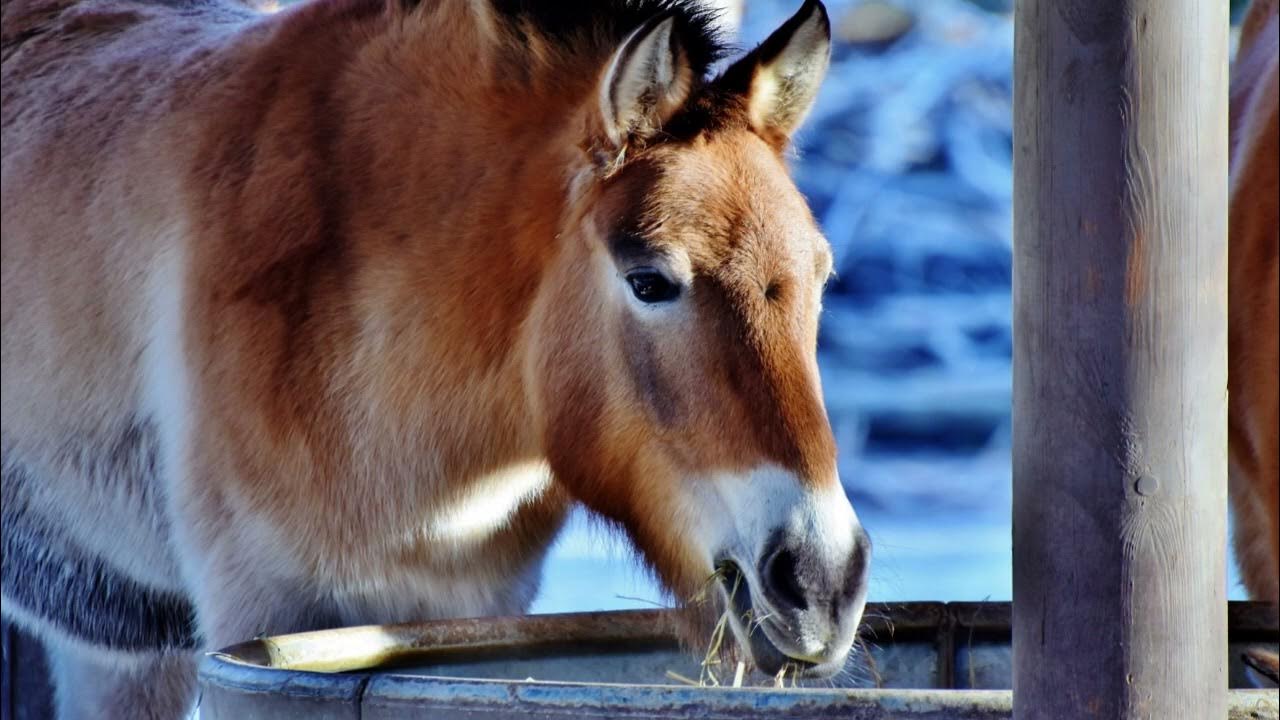 FUNNY MULE NATURAL SOUNDS AND NICE FACTS YouTube