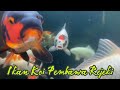 Ikan Koi Pembawa Rejeki | Banyak Koi Banyak Rejeki