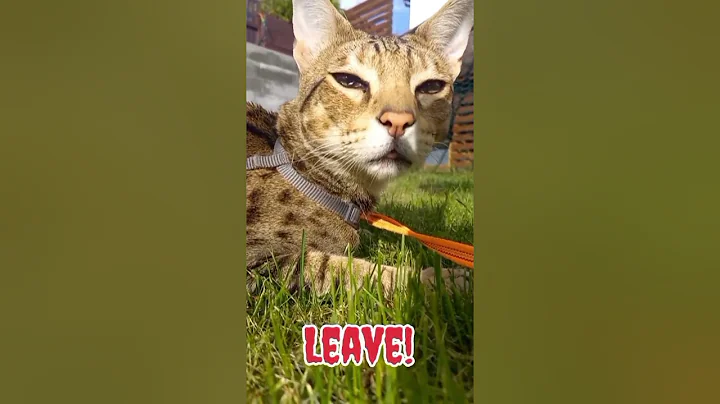 Watch the video about Lion the Savannah is sunbathing. Please leave.