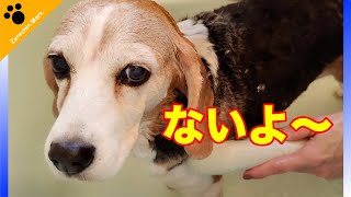 Zarechin, the beagle, barks incessantly during baths, which he absolutely hates!