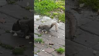 Squirrel is eating bread beautiful