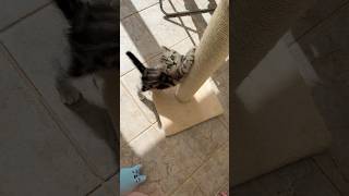 pov : When kittens try to act like grown-up cats 🐾😺