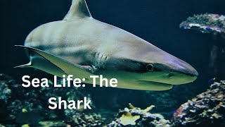 Sea Life: The Shark by Arthur and the Animal Kingdom 111 views 3 months ago 6 minutes, 44 seconds