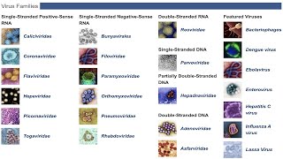 Viral Data In Bv Brc