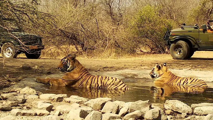 Cubs of T60 in Ranthambhore