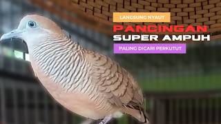 Download lagu Terapi Suara Perkutut Lokal Biar Gacor,  Sekali Dengar Langsung Nyaut untuk Penggunaan Harian - L002