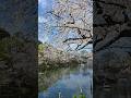井の頭池周辺の桜。（井の頭恩賜公園）#shorts  #shortvideo #short  #shortsfeed #shortsvideo