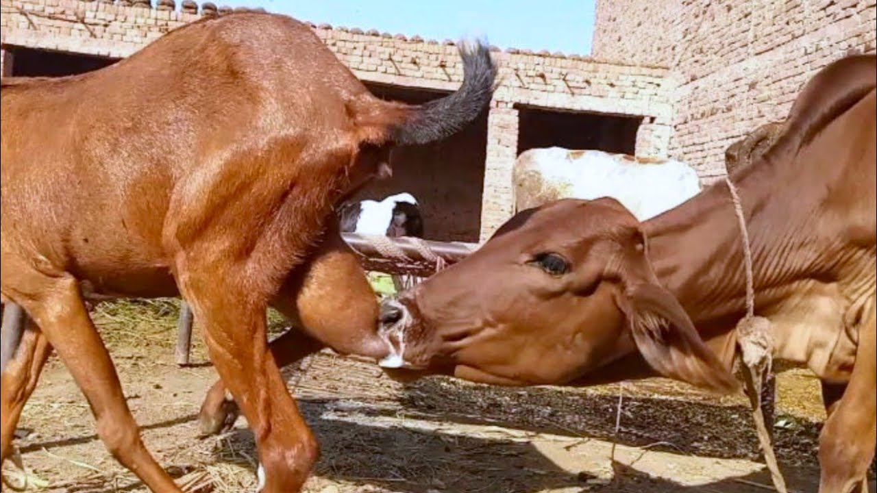 calf pulled the goat milk from behind😂