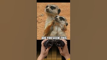 Thumbnail of Meerkat Meme Song: Mere Cat #memesong