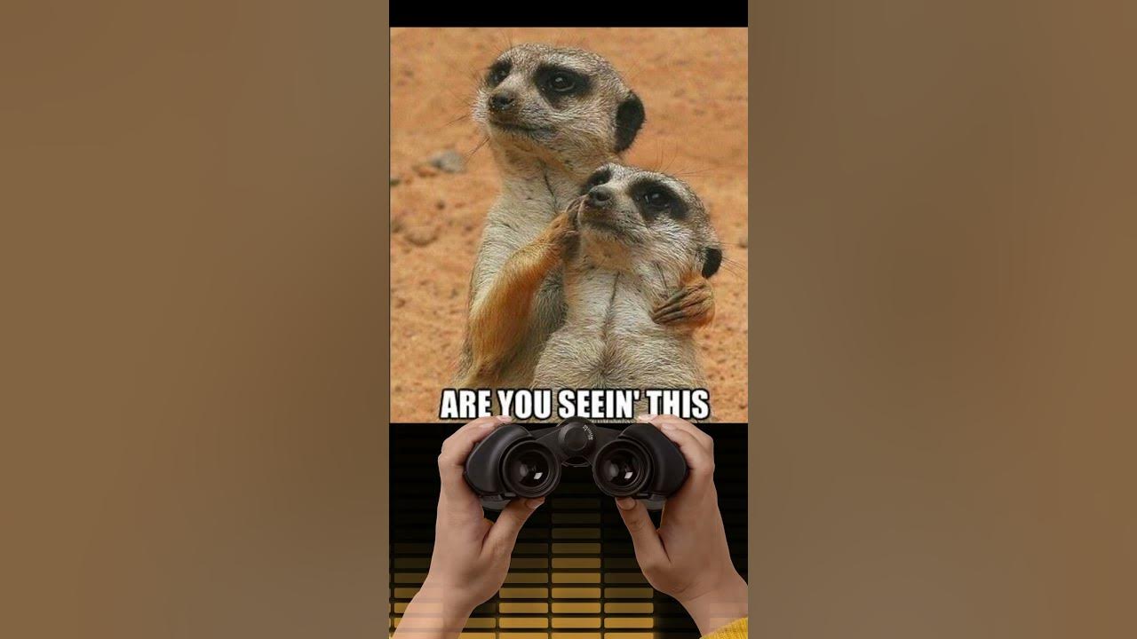Meerkat Meme Song: Mere Cat #memesong