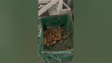 Machine for sorting cracked walnuts. Vibro sieve for sorting