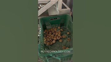 Machine for sorting cracked walnuts. Vibro sieve for sorting