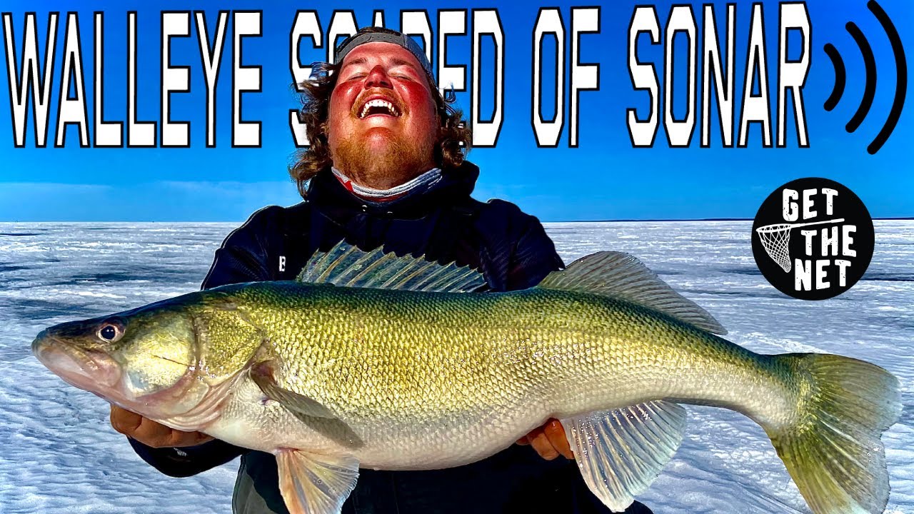 Are Walleye Scared of Livescope? Lake Winnipeg Walleye Expert on Get The Net  Fishing Podcast 