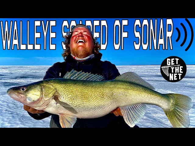 Are Walleye Scared of Livescope? Lake Winnipeg Walleye Expert on Get The Net  Fishing Podcast 