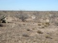 Midland Quail Buggy Midland Quail Buggy