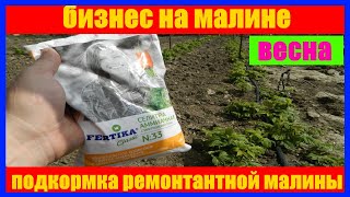 подкормка ремонтантной малины || бизнес на малине || growing raspberries