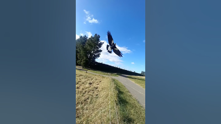 Bird Attack Australian Magpie