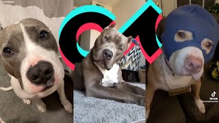 Pitbull TikTok Compilation | Dogs of TikTok