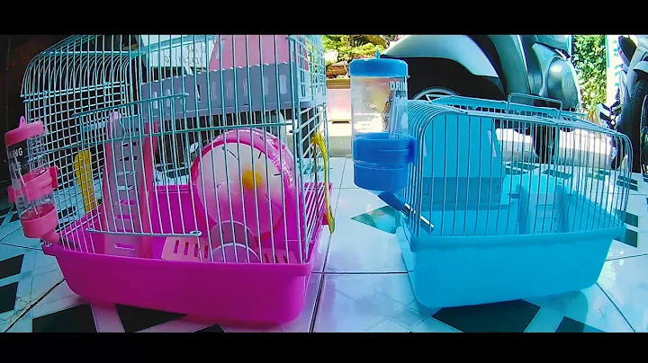 REVIEW 2 MẪU LỒNG MỚI CHO HAMSTER