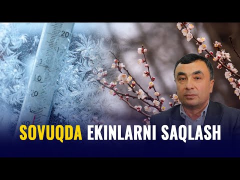 O‘zbekistonda sovuq havo: ekinlarni qanday saqlab qolish mumkin?