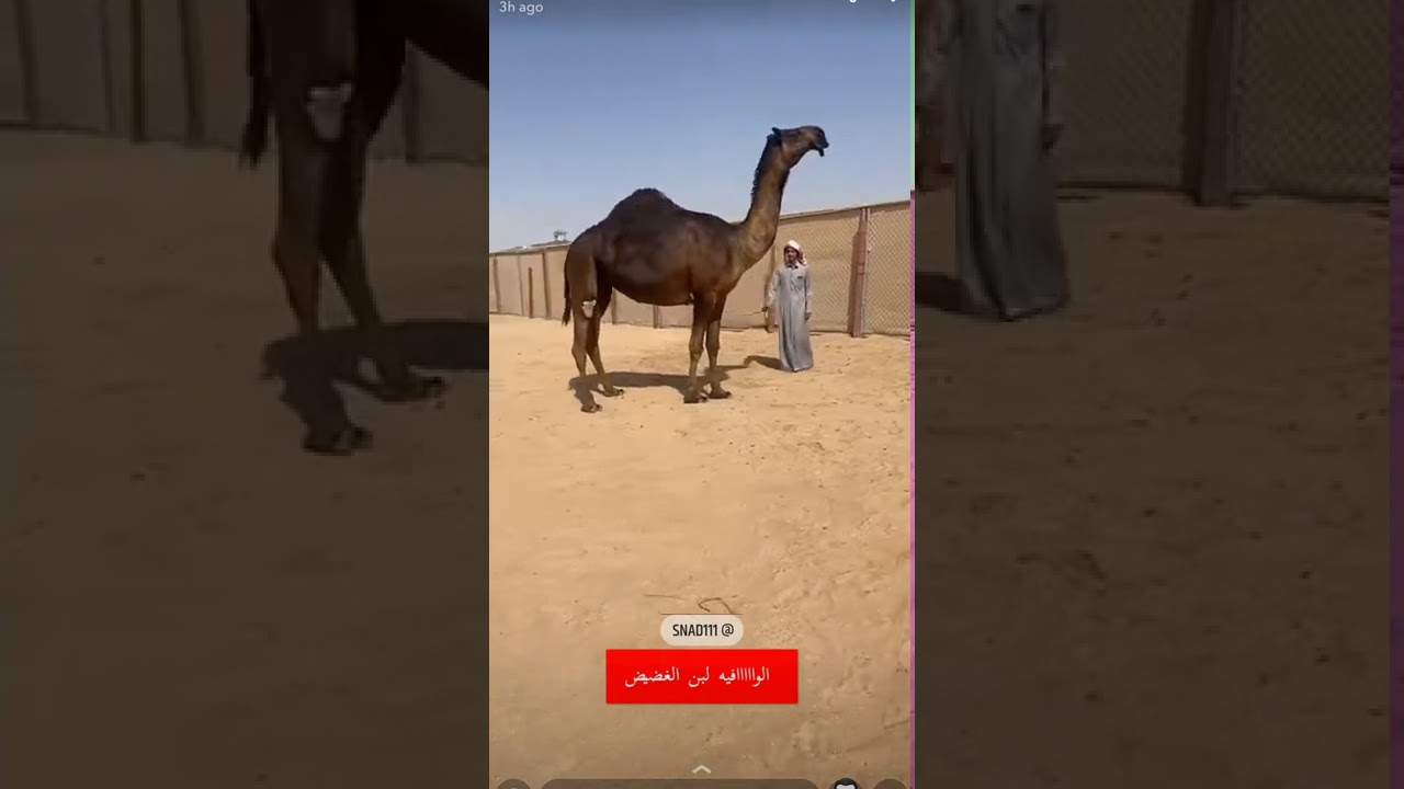 فرديات ال غضيض في قطر