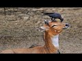 Crow help deer to get rid of ticks | Symbiotic Relationships In Animals