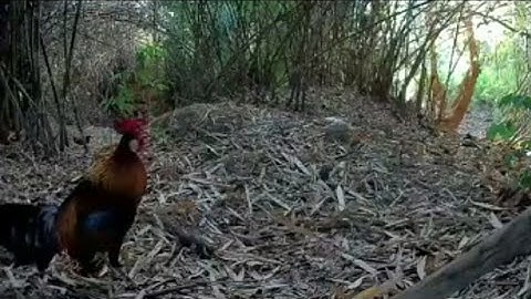 Mồi Rừng Rặc | Lão tướng F1 lập công.Bẫy gà rừng Bình Thuận